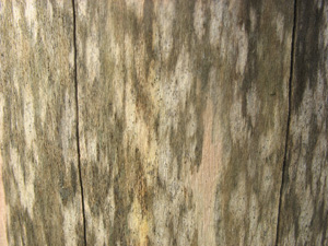 close-up of weathered wooden chopping block