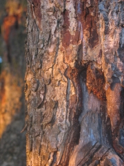 hazel bark in evening sunlight